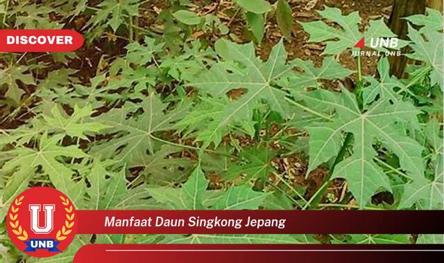 Temukan 10 Manfaat Daun Singkong Jepang untuk Kesehatan Anda, Dari Nutrisi Hingga Pengobatan Tradisional Temukan 10 Manfaat Daun Singkong Jepang untuk Kesehatan Anda, Dari Nutrisi Hingga Pengobatan Tradisional