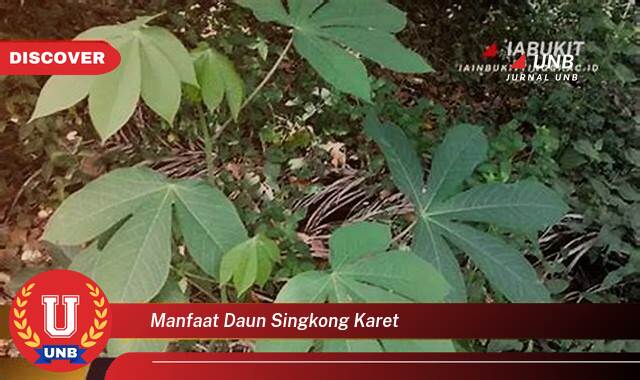 Temukan 9 Manfaat manfaat daun singkong karet yang Jarang Diketahui
