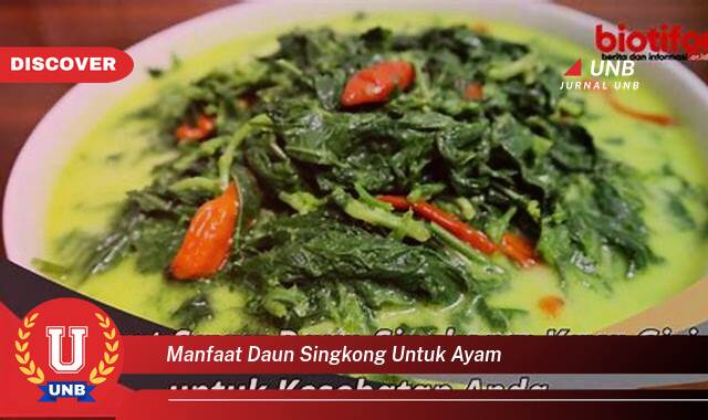 Ketahui 8 Manfaat manfaat daun singkong untuk ayam yang tidak Semua Orang Tau