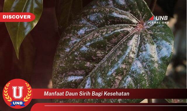 Ketahui 9 Manfaat manfaat daun sirih bagi kesehatan yang Wajib Kamu Intip