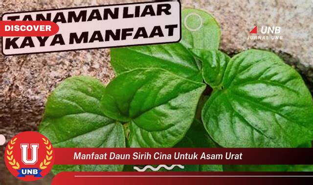 Inilah 10 Manfaat daun sirih cina untuk asam urat yang tidak Semua Orang Tau