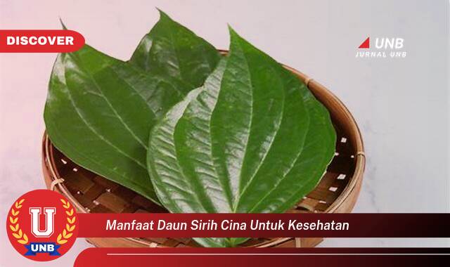 Temukan 10 Manfaat Daun Sirih Cina untuk Kesehatan,  Obat Alami untuk Berbagai Penyakit