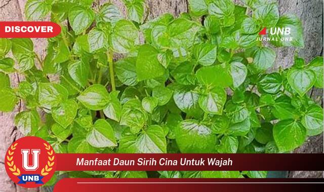 Temukan 10 Manfaat Daun Sirih Cina untuk Wajah, Atasi Jerawat dan Cerahkan Kulit Secara Alami Temukan 10 Manfaat Daun Sirih Cina untuk Wajah, Atasi Jerawat dan Cerahkan Kulit Secara Alami