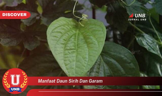 Temukan 10 Manfaat Daun Sirih dan Garam untuk Kesehatan, Kecantikan, dan Kebersihan Rumah