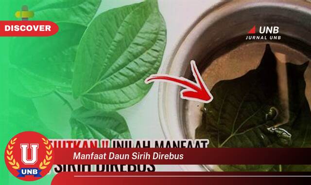 Temukan 10 Manfaat manfaat daun sirih direbus yang Bikin Kamu Penasaran