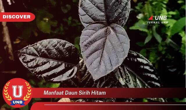 Temukan 10 Manfaat Daun Sirih Hitam untuk Kesehatan, Kecantikan, dan Cara Penggunaannya