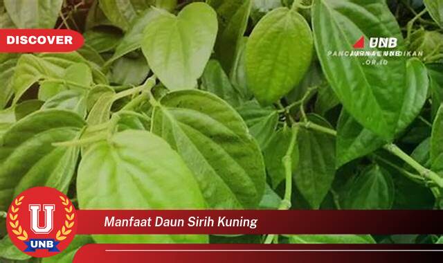 Ketahui 8 Manfaat manfaat daun sirih kuning yang Wajib Kamu Intip