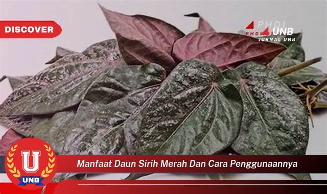 Temukan 8 Manfaat Daun Sirih Merah untuk Kesehatan dan Cara Penggunaannya yang Efektif