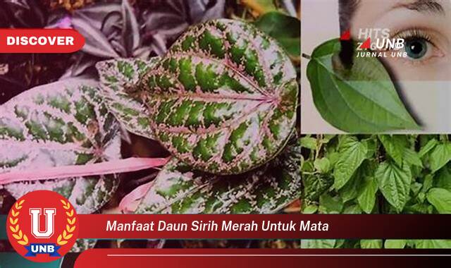 Temukan 9 Manfaat Daun Sirih Merah untuk Mata, Atasi Iritasi, Infeksi, dan Masalah Lainnya Secara Alami