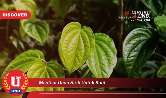 Ketahui 9 Manfaat manfaat daun sirih untuk kulit yang tidak Semua Orang Tau