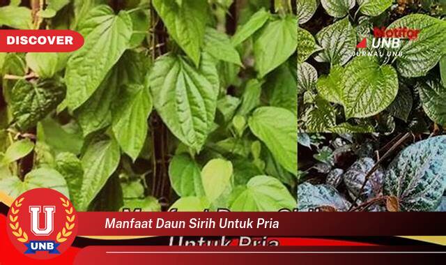 Inilah 8 Manfaat manfaat daun sirih untuk pria yang Wajib Kamu Intip
