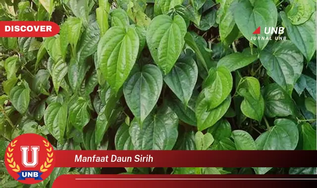 manfaat daun sirih