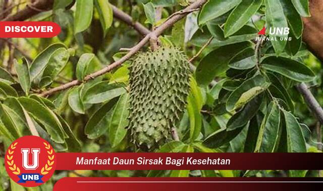 Temukan 10 Manfaat manfaat daun sirsak bagi kesehatan yang tidak Semua Orang Tau