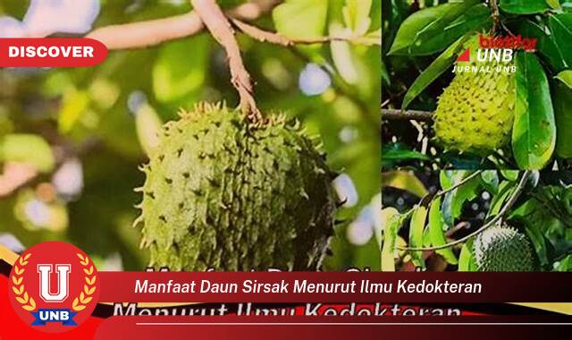 Temukan 9 Manfaat Daun Sirsak Menurut Ilmu Kedokteran, Atasi Berbagai Penyakit Secara Alami