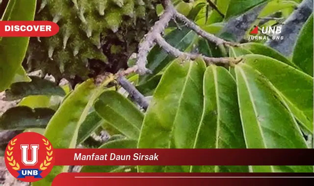 manfaat daun sirsak