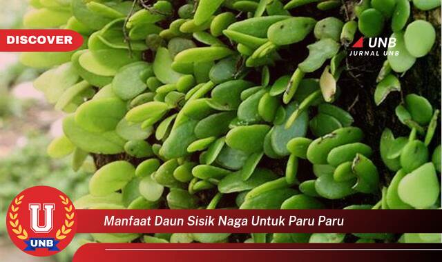 Temukan 8 Manfaat Daun Sisik Naga untuk Paru,Paru, Obat Alami untuk Pernapasan Sehat