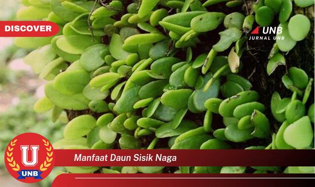 Temukan 10 Manfaat Daun Sisik Naga untuk Kesehatan dan Kecantikan Anda