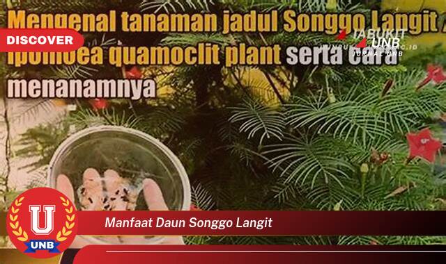 Ketahui 10 Manfaat manfaat daun songgo langit yang Wajib Kamu Intip