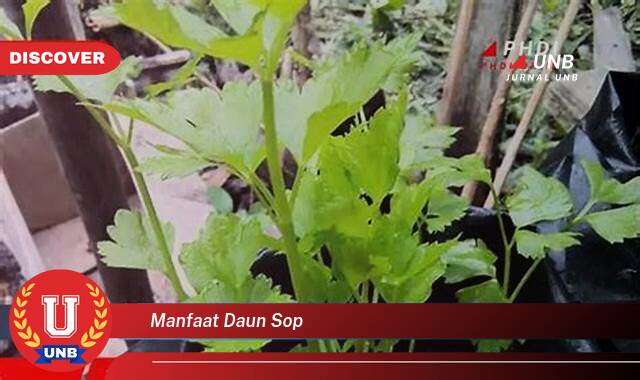 Temukan 10 Manfaat Daun Sop untuk Kesehatan Tubuh Anda