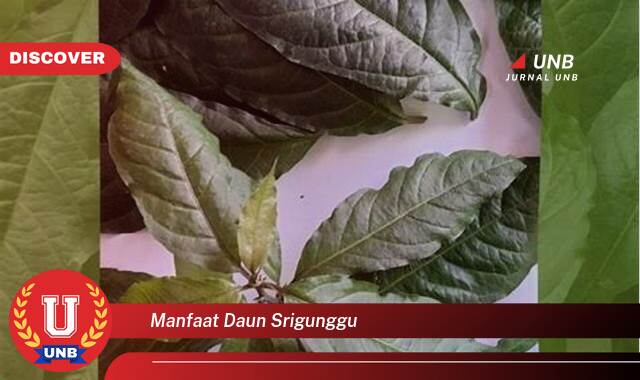 Inilah 9 Manfaat manfaat daun srigunggu yang Jarang Diketahui