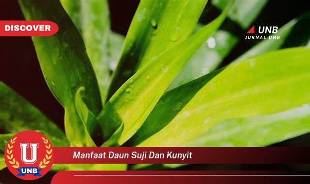 Temukan 10 Manfaat manfaat daun suji dan kunyit yang Wajib kamu ketahui