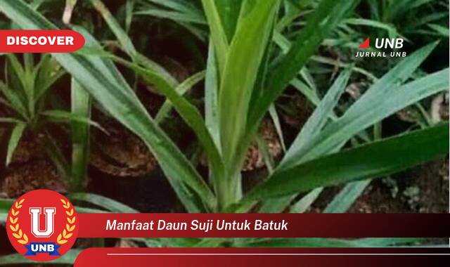Temukan 9 Manfaat manfaat daun suji untuk batuk yang tidak Semua Orang Tau