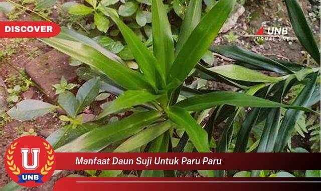 Temukan 8 Manfaat Daun Suji untuk Paru,Paru,  Khasiat Alami dan Cara Mengolahnya