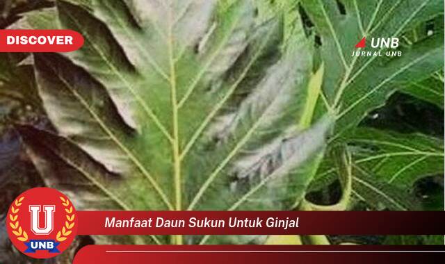 Temukan 10 Manfaat Daun Sukun untuk Ginjal, Atasi Masalah Ginjal Secara Alami