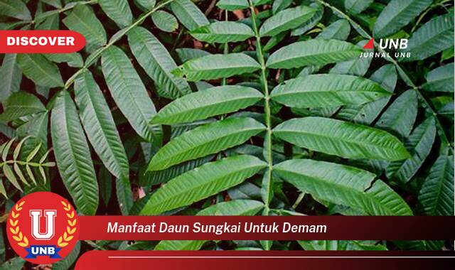 9 Manfaat manfaat daun sungkai untuk demam yang Wajib Kamu Intip