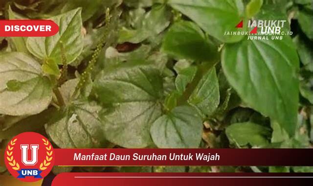 10 Manfaat manfaat daun suruhan untuk wajah yang Wajib Kamu Intip