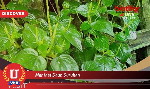 Temukan 10 Manfaat Daun Suruhan untuk Kesehatan Tubuh Anda