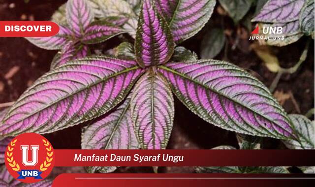 Ketahui 8 Manfaat manfaat daun syaraf ungu yang Bikin Kamu Penasaran