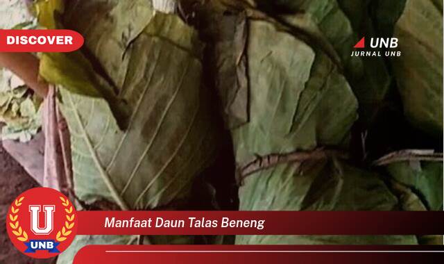Ketahui 9 Manfaat manfaat daun talas beneng yang Jarang Diketahui