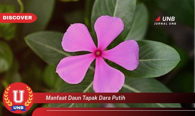 8 Manfaat manfaat daun tapak dara putih yang Wajib kamu ketahui