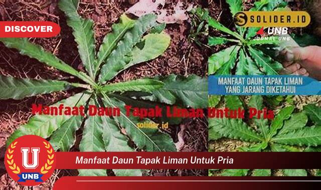 Ketahui 8 Manfaat Daun Tapak Liman untuk Pria yang Jarang Diketahui