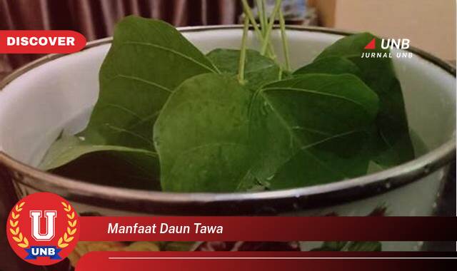 Ketahui 10 Manfaat manfaat daun tawa yang Wajib kamu ketahui