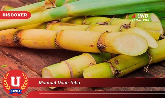 Ketahui 8 Manfaat manfaat daun tebu yang Bikin Kamu Penasaran