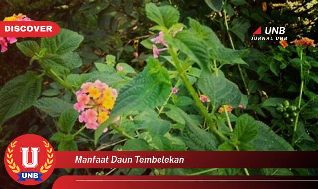 Temukan 9 Manfaat manfaat daun tembelekan yang Bikin Kamu Penasaran