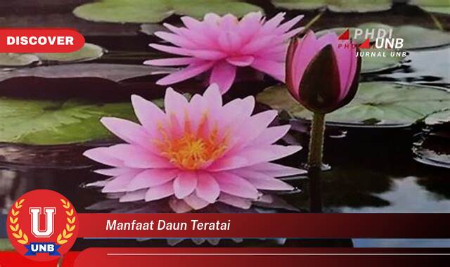 Temukan 9 Manfaat manfaat daun teratai yang Bikin Kamu Penasaran