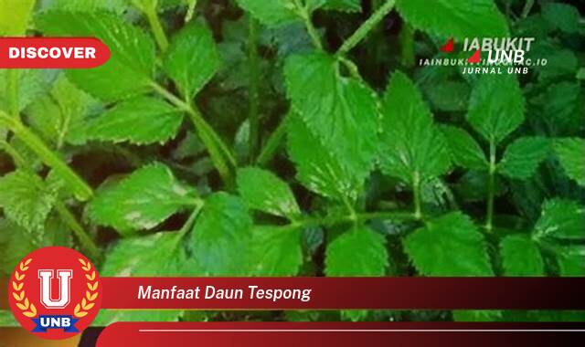 Temukan 10 Manfaat Daun Tespong untuk Kesehatan dan Kecantikan Anda