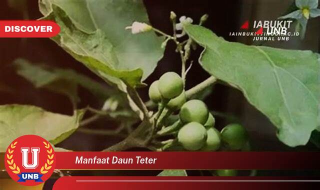 Temukan 9 Manfaat manfaat daun teter yang Bikin Kamu Penasaran