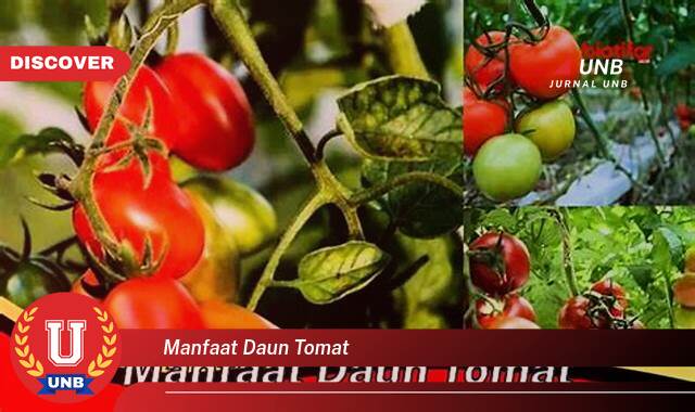 8 Manfaat manfaat daun tomat yang tidak Semua Orang Tau