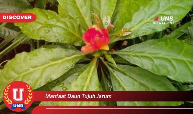 8 Manfaat Daun Tujuh Jarum yang Jarang Diketahui