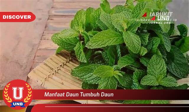 Inilah 9 Manfaat manfaat daun tumbuh daun yang tidak Semua Orang Tau