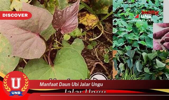 10 Manfaat manfaat daun ubi jalar ungu yang tidak Semua Orang Tau