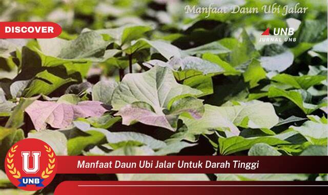 Inilah 10 Manfaat Daun Ubi Jalar untuk Darah Tinggi yang Bikin Kamu Penasaran