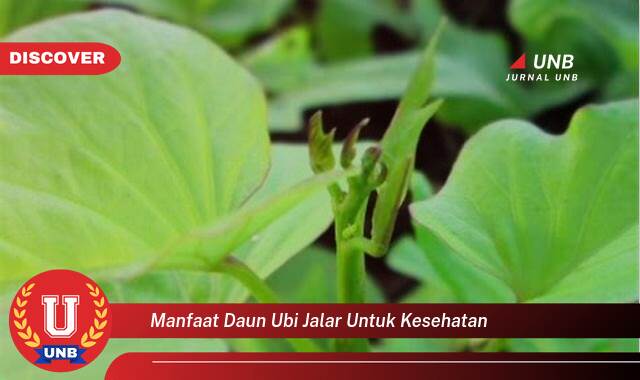 Temukan 10 Manfaat Daun Ubi Jalar untuk Kesehatan,  10 Khasiat yang Mengejutkan