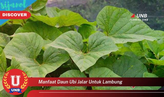 Temukan 9 Manfaat Daun Ubi Jalar untuk Kesehatan Lambung Anda