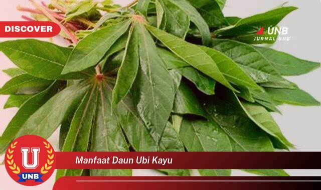 Temukan 9 Manfaat Daun Ubi Kayu untuk Kesehatan,  Dari Meningkatkan Imunitas Hingga Mencegah Anemia