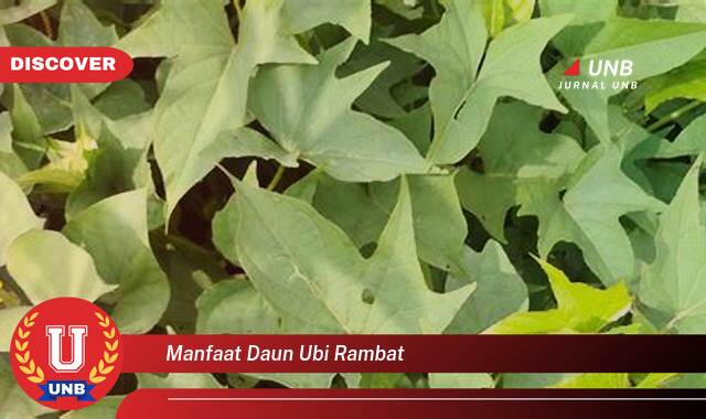 8 Manfaat manfaat daun ubi rambat yang tidak Semua Orang Tau